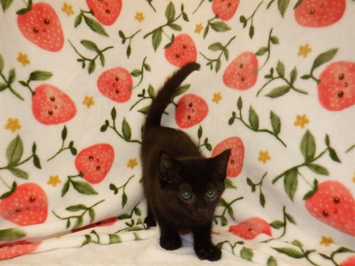 LOU - Domestic Short Hair available for adoption