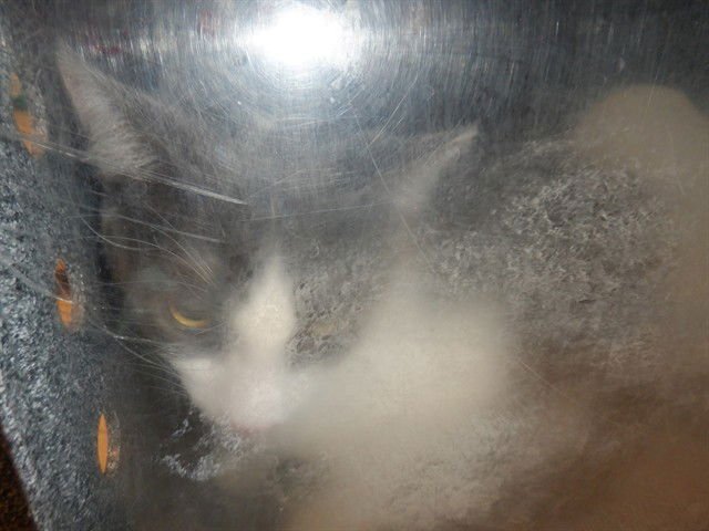 TOAD - Domestic Short Hair available for adoption