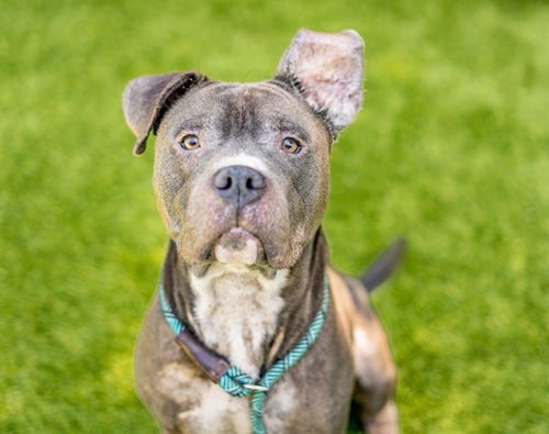 SMOKE - Pit Bull Terrier available for adoption