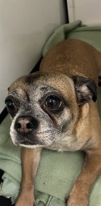 BONNIE - Photo 1