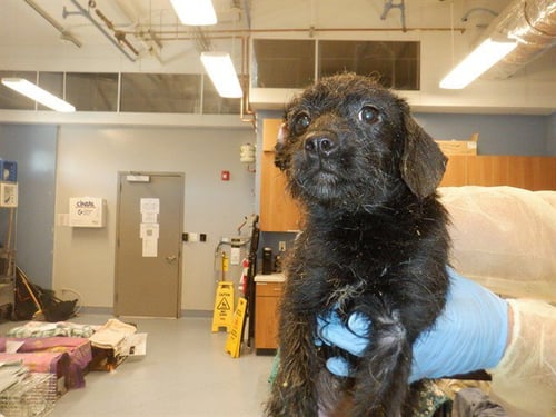 DRAGONFLY - Norfolk Terrier available for adoption