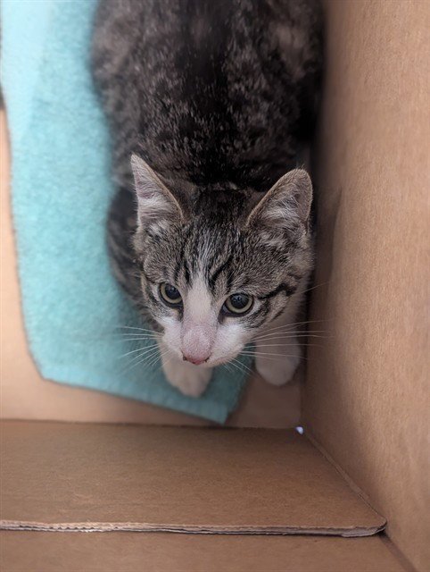 TWINKLE - Domestic Short Hair available for adoption