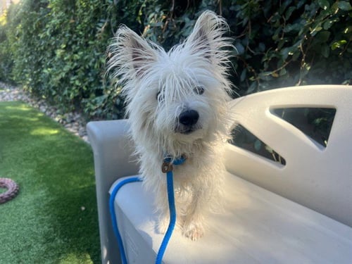 ELLIOT - West Highland White Terrier Westie available for adoption