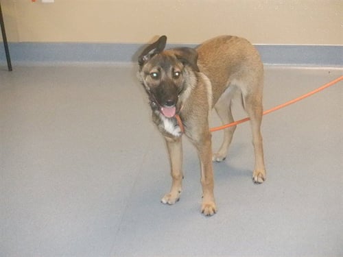 GRASSHOPPER - German Shepherd Dog available for adoption