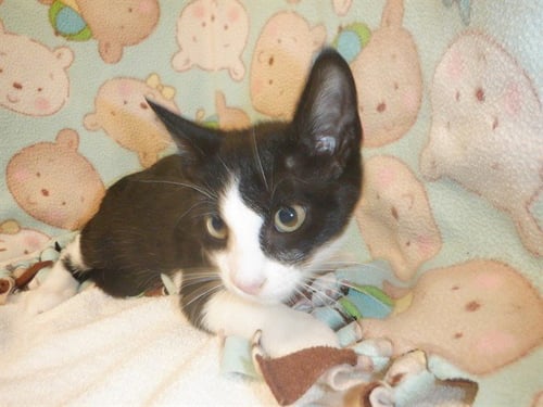 GREG - Domestic Short Hair available for adoption