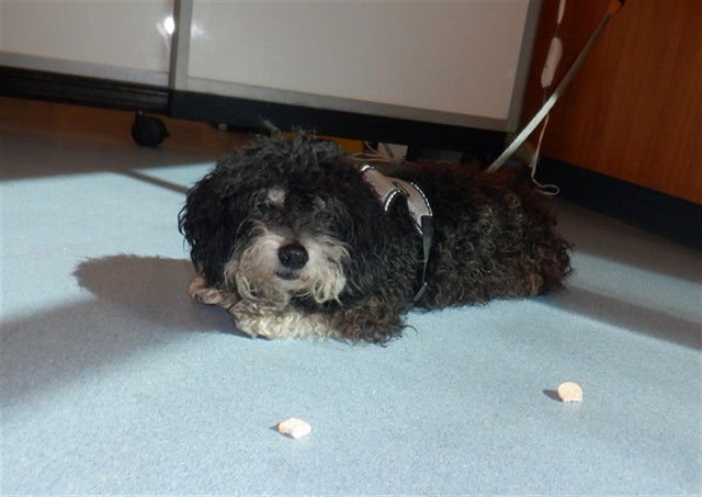 CHARLIE - Dachshund / Poodle (Miniature) available for adoption