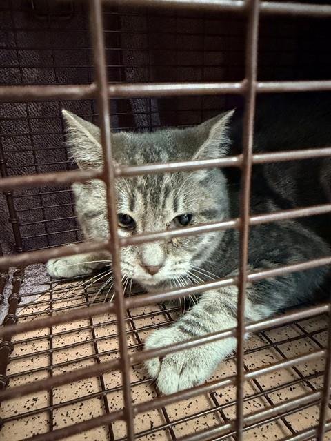 SWIRL - Domestic Short Hair available for adoption