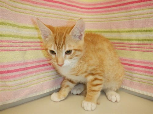 COPPER - Domestic Short Hair available for adoption