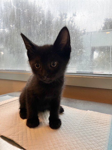 HULK - Domestic Short Hair available for adoption