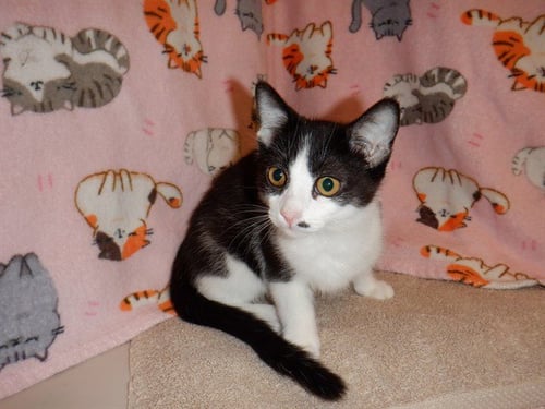 POPPY - Domestic Short Hair available for adoption