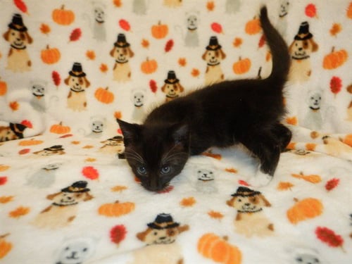 A1414853 - Domestic Medium Hair available for adoption