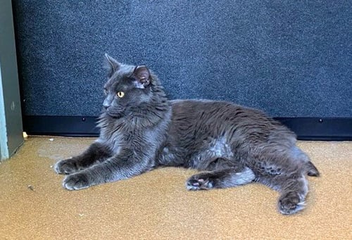 QUINN - Domestic Short Hair available for adoption