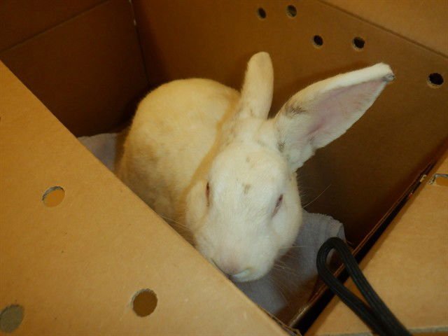 KLAUS - Shorthaired Rabbit available for adoption