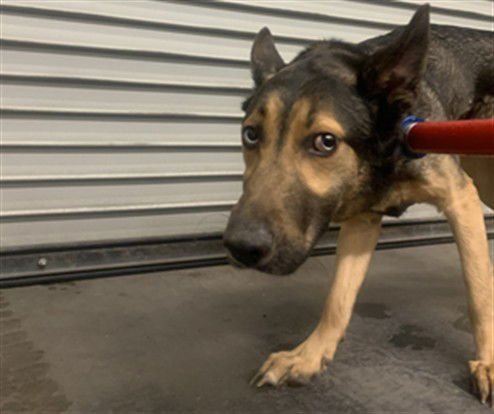 POLO - Australian Cattle Dog/Blue Heeler available for adoption