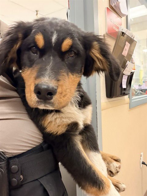 BILLS - Bernese Mountain Dog available for adoption