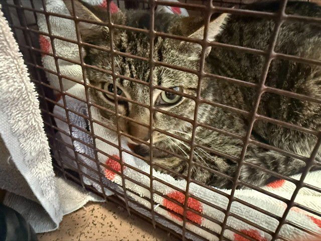 DONAL - Domestic Short Hair available for adoption