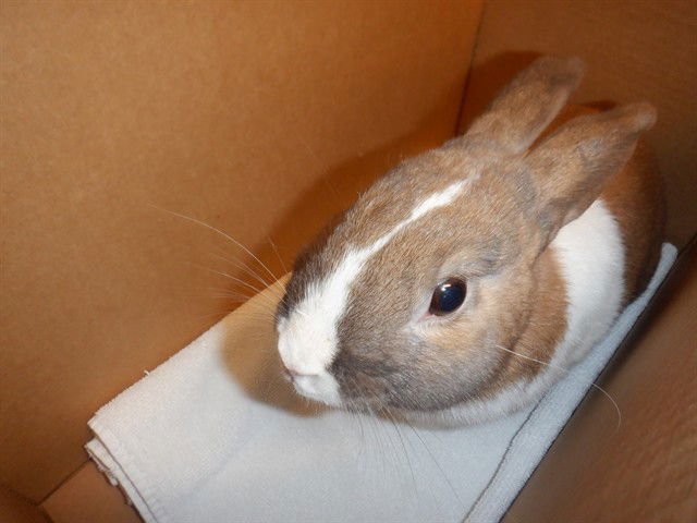 SCOTTY - Shorthaired Rabbit available for adoption