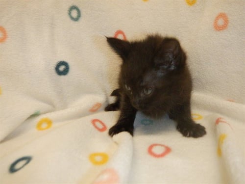 A1413925 - Domestic Short Hair available for adoption