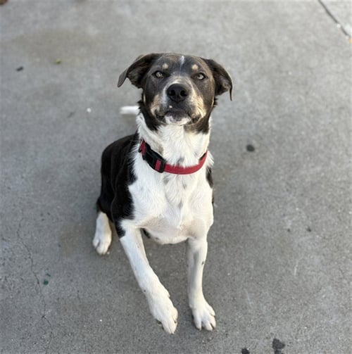 LOKI - Labrador Retriever available for adoption