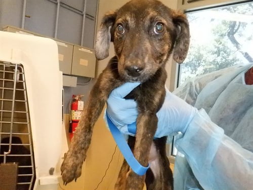 TARRAGON - Belgian Shepherd Malinois available for adoption
