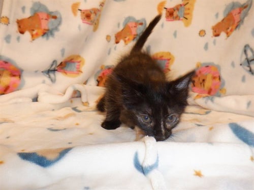 ABBY BUGMOUTH - Domestic Short Hair available for adoption