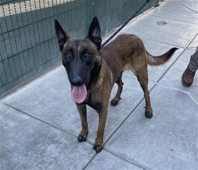 SPRING - Belgian Shepherd Malinois available for adoption