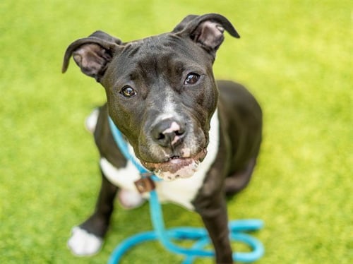 PUDDING - Pit Bull Terrier available for adoption