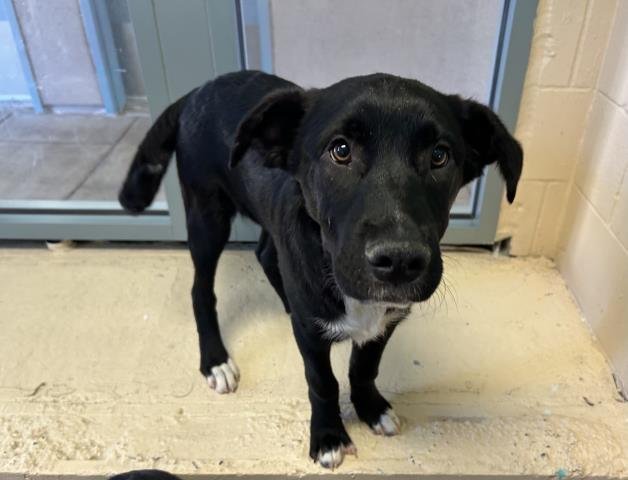 BAGEL - Border Collie available for adoption