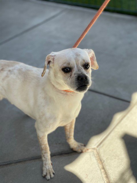 PEANUT - Parson Russell Terrier available for adoption