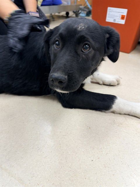 MIMOSA - Border Collie available for adoption