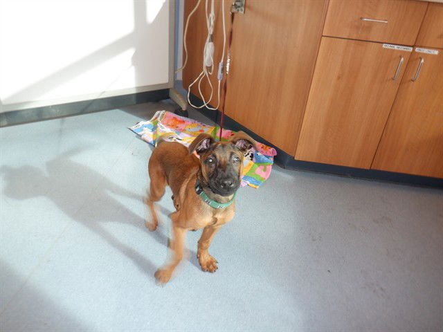 RED - Belgian Shepherd Malinois available for adoption