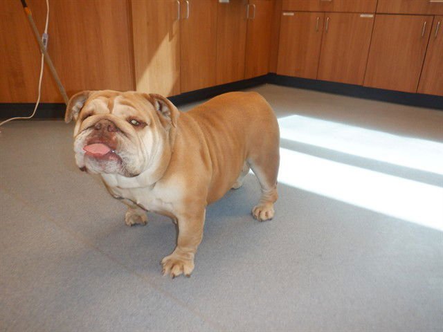 TOOTSIE ROLL - English Bulldog available for adoption