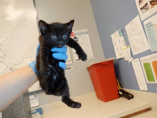 ATZRI - Domestic Short Hair available for adoption