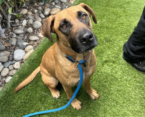 HARLEY - Rhodesian Ridgeback / German Shepherd Dog available for adoption