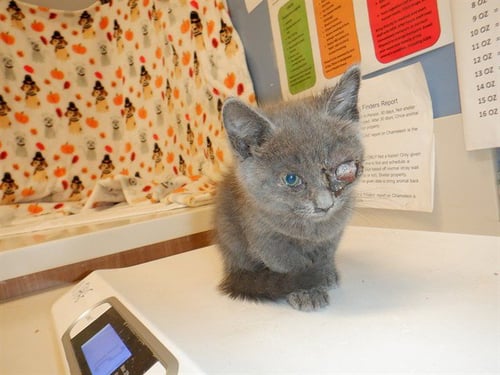 DORY - Domestic Short Hair available for adoption