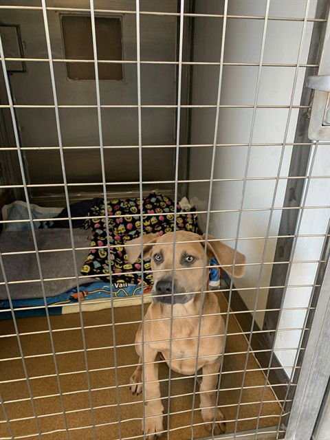 SHIRLEY - Weimaraner available for adoption