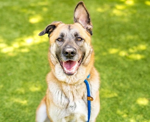 LULU - German Shepherd Dog available for adoption