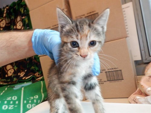 CROSTINI - Domestic Short Hair available for adoption