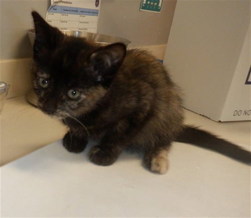 SPARKLE - Domestic Short Hair available for adoption