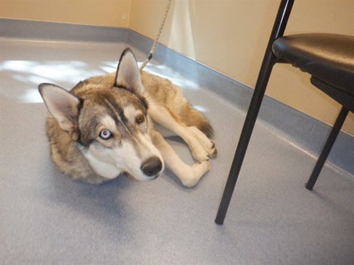 ROCKY - Husky available for adoption