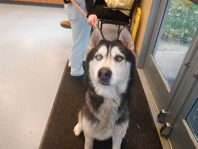 NARWHAL - Siberian Husky available for adoption