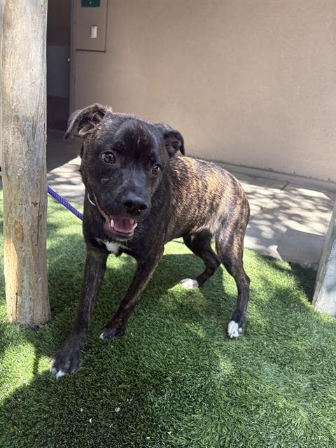 BULLY - Pit Bull Terrier available for adoption