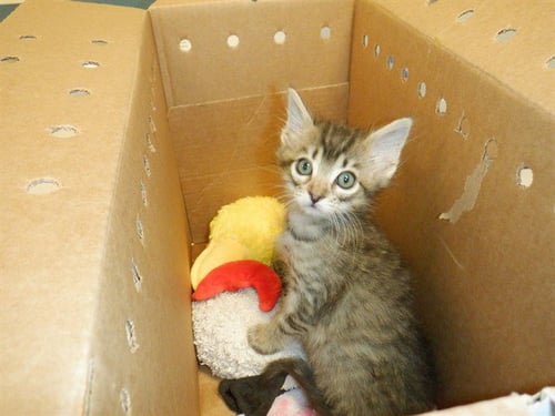 POSSUM - Domestic Short Hair available for adoption