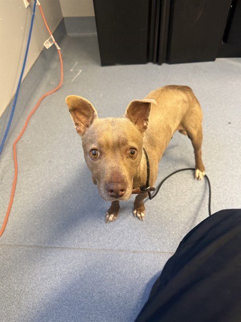 TAWNY - Chihuahua available for adoption