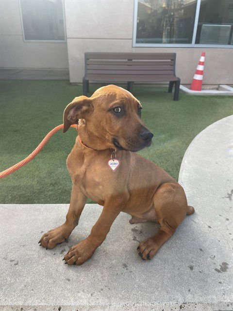 LAVERNE - Rhodesian Ridgeback available for adoption