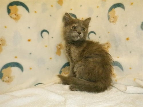 ROMY - Domestic Short Hair available for adoption