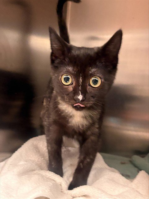 TORI - Domestic Short Hair available for adoption