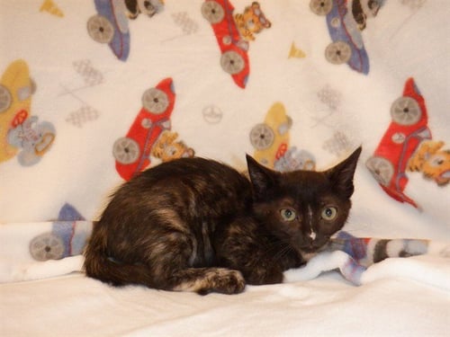 TORI - Domestic Short Hair available for adoption