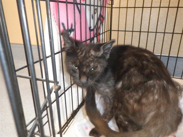 IMOGEN - Domestic Short Hair available for adoption
