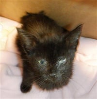 TATER TOT - Photo 1